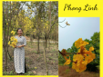 Cây Phong Linh Hoa Vàng