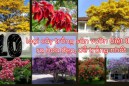 10 loại cây trồng sân vườn biệt thự ra hoa đẹp, dễ trồng nhất