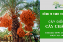 Cây chà là -  Loài cây nhiệt đới với nhiều công hữu ích trong đời sống