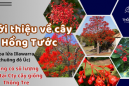 Giới thiệu về cây giống Hồng Tước (Cây hoa lửa Illawarra, cây Chuông Đỏ Úc) tại Đồng Nai