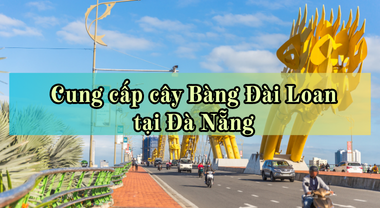 Cung cấp cây Bàng Đài Loan Đà Nẵng cây khỏe, giá tốt