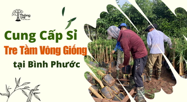 Bán sỉ cây Tre Tầm Vông giống tại Bình Phước