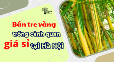 Bán tre vàng trồng cảnh quan giá sỉ tại Hà Nội