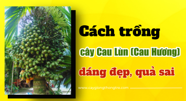 Cách trồng cây Cau Lùn (cau Hương) dáng đẹp, quả sai