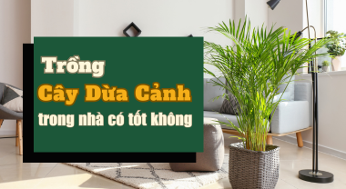 Trồng Cây Dừa Cảnh (Cau Lụa, Cau Vàng) trong nhà có tốt không