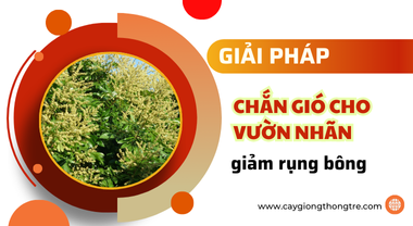 Mách bạn loại cây chắn gió vườn nhãn hiệu quả