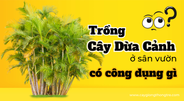 Trồng Cây Dừa Cảnh (Cau Lụa) ở sân vườn có công dụng gì