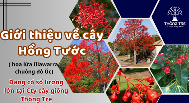 Giới thiệu về cây giống Hồng Tước (Cây hoa lửa Illawarra, cây Chuông Đỏ Úc) tại Đồng Nai