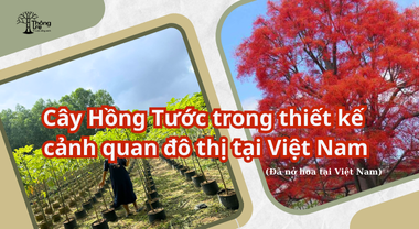 Vai trò của cây Hồng Tước (hoa lửa Illawarra) trong thiết kế cảnh quan đô thị tại Việt Nam