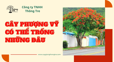 Chỉ ra 7 địa điểm thích hợp để trổng cây Phượng Vĩ tạo bóng mát và cảnh quan đẹp mắt