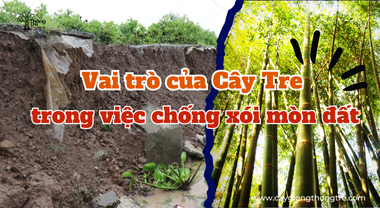 Vai trò của Cây Tre trong việc chống xói mòn đất