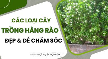 TOP 9 CÂY TRỒNG HÀNG RÀO ĐẸP DỄ CHĂM SÓC