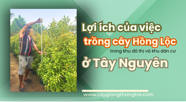 Lợi ích của việc trồng cây Hồng Lộc làm cây cảnh trong khu đô thị và khu dân cư ở Tây Nguyên