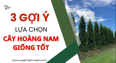 3 gợi ý để lựa cây giống tốt - Hoàng Nam (Tùng Ấn Độ) 