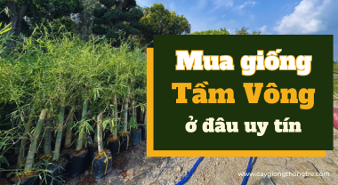 Mua giống cây Tầm Vông ở đâu uy tín