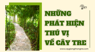 NHỮNG PHÁT HIỆN THÚ VỊ VỀ CÂY TRE