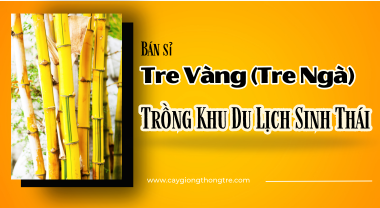 Bán Sỉ Tre Vàng (Tre Ngà) Trồng Khu Du Lịch Sinh Thái