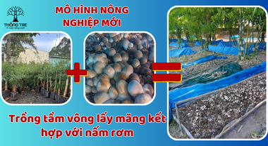 Hướng đi mới: Trồng măng tầm vông kết hợp với trồng nấm rơm