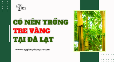 CÓ NÊN TRỒNG TRE VÀNG SỌC XANH TẠI ĐÀ LẠT