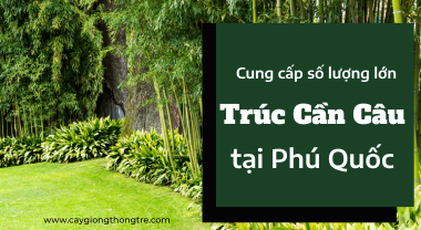 Cung cấp Trúc Cần Câu trồng cảnh quan tại Phú Quốc