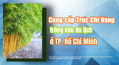 Cung cấp Trúc Chỉ Vàng trồng khu du lịch ở TP. Hồ Chí Minh