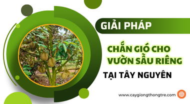 MÁCH BẠN: LOẠI CÂY CHẮN GIÓ VƯỜN SẦU RIÊNG TẠI TÂY NGUYÊN