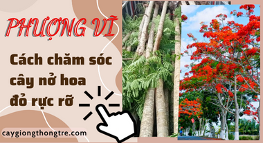 Cây Phượng Vĩ có ý nghĩa gì và cách chăm sóc cây Phượng Vĩ công trình nở hoa đẹp rực rỡ