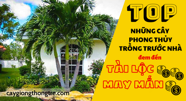 Cây cau - Top những cây phong thủy trồng trước nhà mang đến tài lộc, may mắn