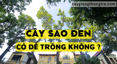 Cây Sao Đen có dễ trồng không ?