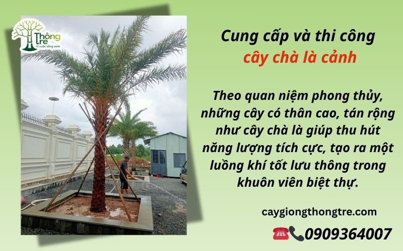 Cây Chà Là Biệt Thự Long Thành Đồng Nai: Biểu Tượng Của Đẳng Cấp Và Phong Cách Sống Đỉnh Cao