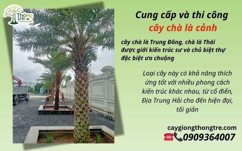 Cây Chà Là Biệt Thự Long Thành Đồng Nai: Biểu Tượng Của Đẳng Cấp Và Phong Cách Sống Đỉnh Cao