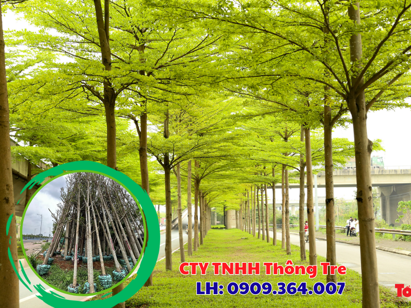 Bán cây bàng Đài Loan đk 12-15cm trồng bóng mát