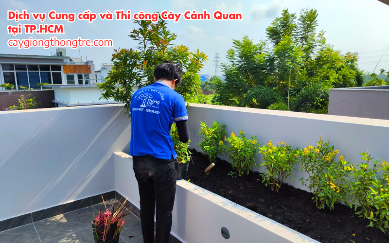 Dịch Vụ Cung Cấp và Thi Công Cây Cảnh Quan tại Thành phố Hồ Chí Minh