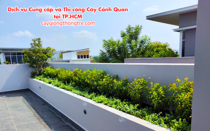 Dịch Vụ Cung Cấp và Thi Công Cây Cảnh Quan tại Thành phố Hồ Chí Minh