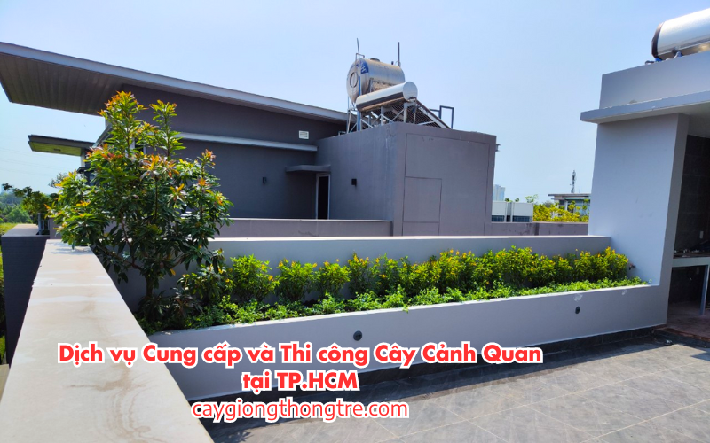 Dịch Vụ Cung Cấp và Thi Công Cây Cảnh Quan tại Thành phố Hồ Chí Minh