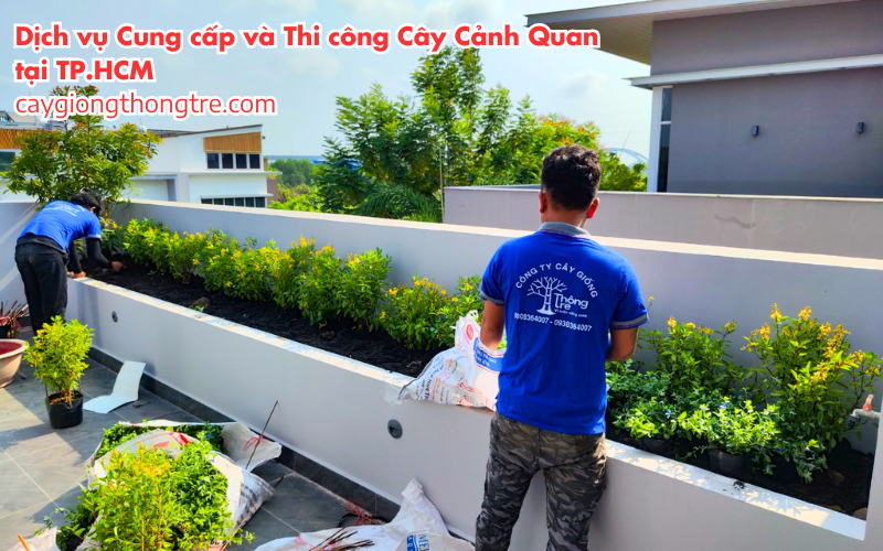 Dịch Vụ Cung Cấp và Thi Công Cây Cảnh Quan tại Thành phố Hồ Chí Minh