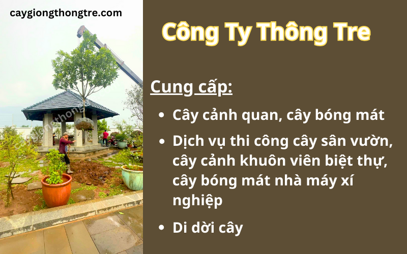 Cung cấp và thi công cây cảnh sân vườn biệt thự tạo Long Thành, Đồng Nai