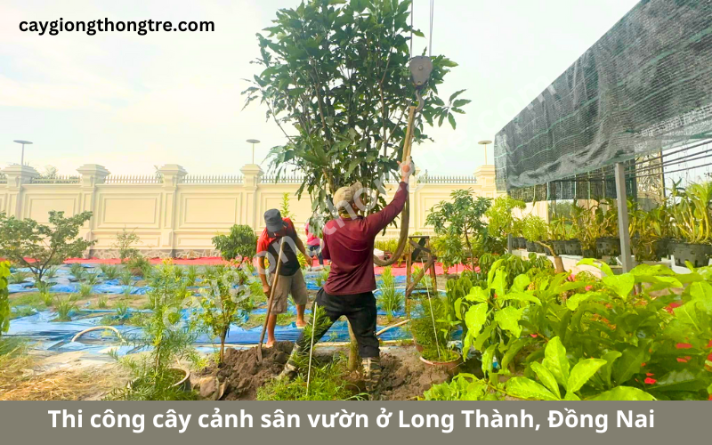 Cung cấp và thi công cây cảnh sân vườn biệt thự tạo Long Thành, Đồng Nai