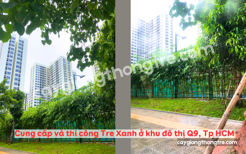 Bán Tre xanh trồng khu đô thị ởTp HCM