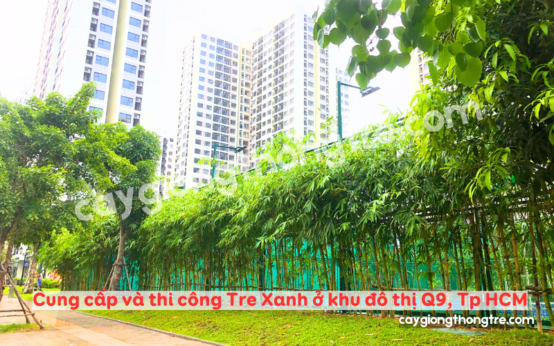 Bán Tre xanh trồng khu đô thị ởTp HCM