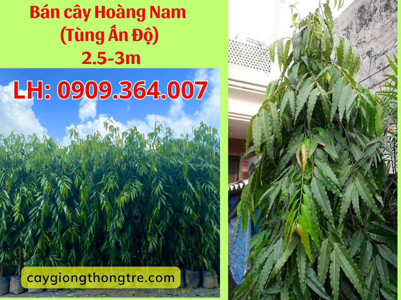 Bán cây Hoàng Nam 2.5-3m
