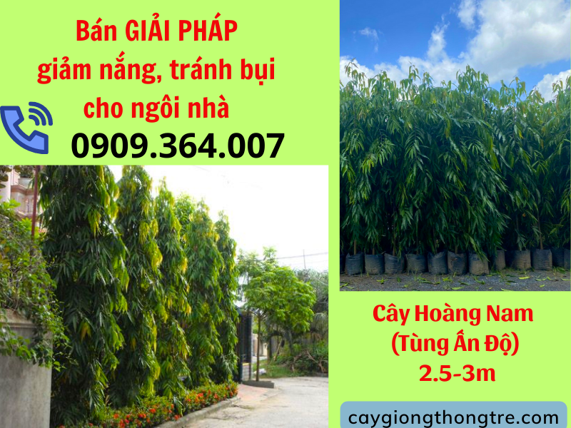 Bán cây Hoàng Nam 2.5-3m