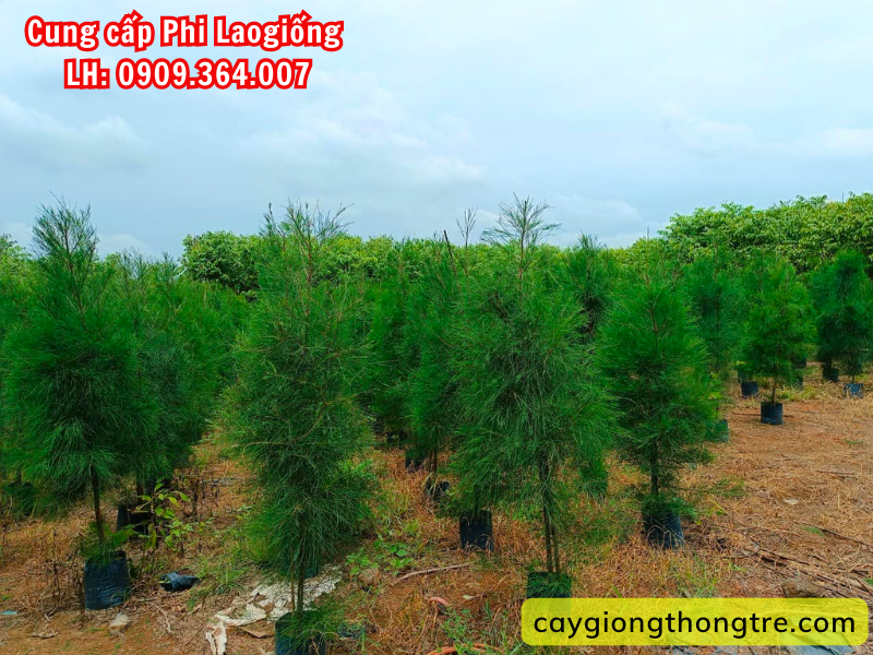 Bán cây Phi Lao trồng cảnh quan, rừng phòng hộ, chắn cát bay