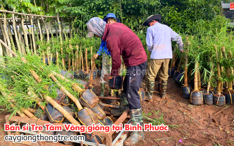 Bán sỉ cây tầm vông giống tại Bình Phước