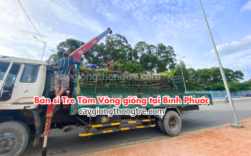 Bán sỉ cây tầm vông giống tại Bình Phước