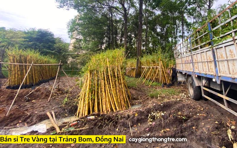 cây tre vàng tại Trảng Bom