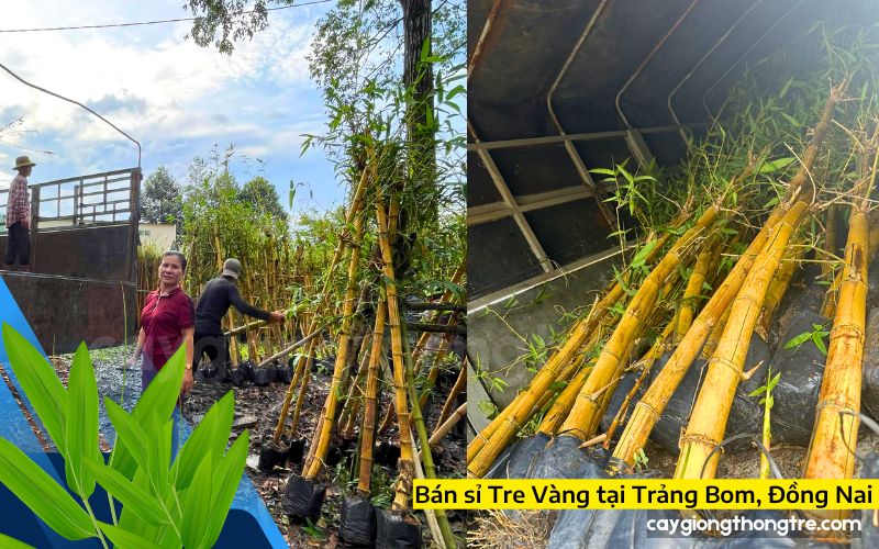 Mau Cây tre vàng giá sỉ tại Trảng Bom