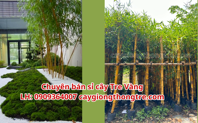 Bán tre vàng trồng cảnh quan giá sỉ tại Hà Nội