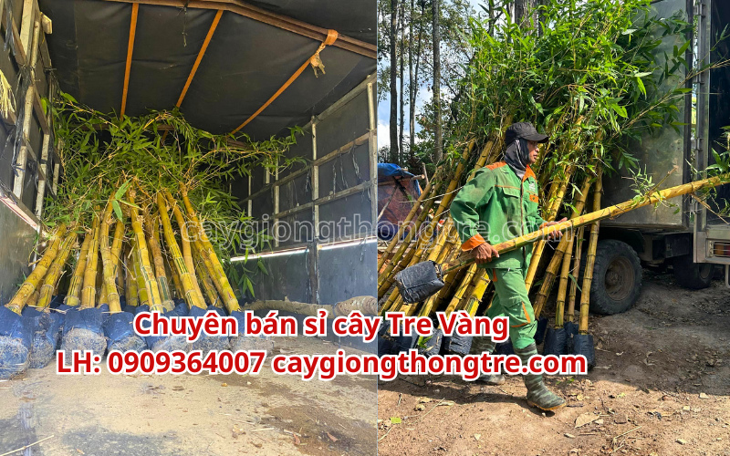 Bán tre vàng trồng cảnh quan giá sỉ tại Hà Nội