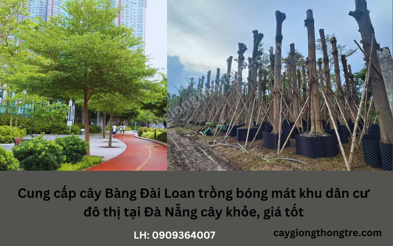 Bán cây Bàng Đài Loan trồng bóng mát tại Đà Nẵng